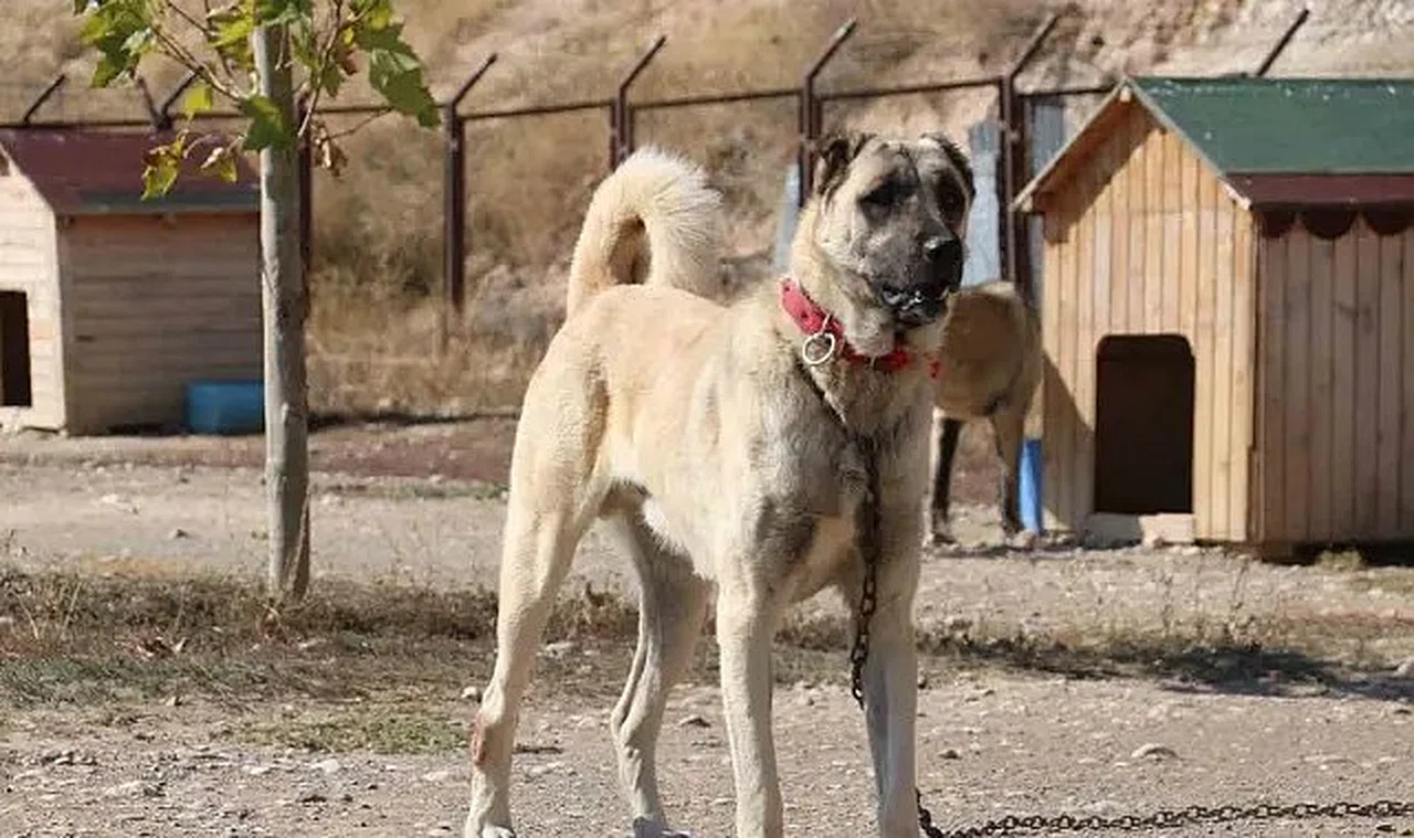 Sivas Kangal köpeklerini diğer köpeklerden ayıran özellikleri
