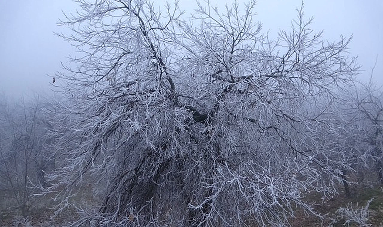 Kırağı ağaçları ve bitkileri beyaza bürüdü