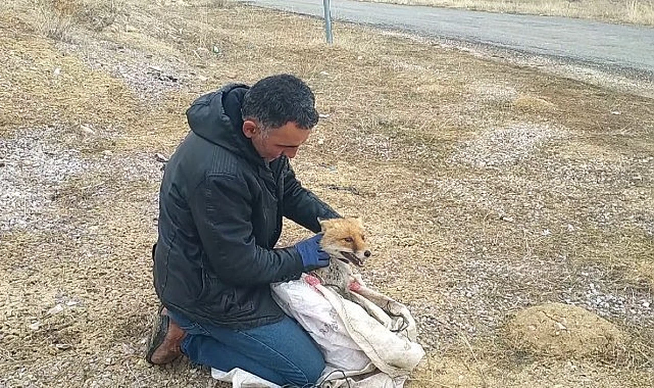 Kurnaz tilki bu kez yakayı ele verdi
