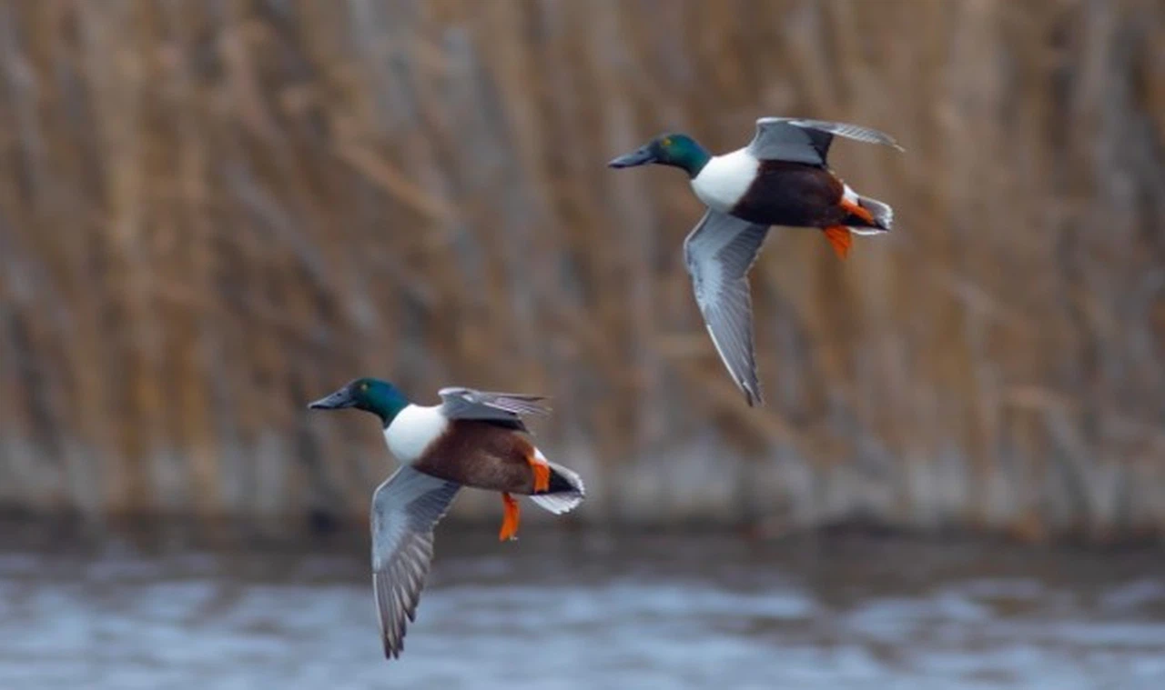 'Kuş Cenneti' Hürmetçi Sazlığı'nda 25 bin su kuşu sayıldı