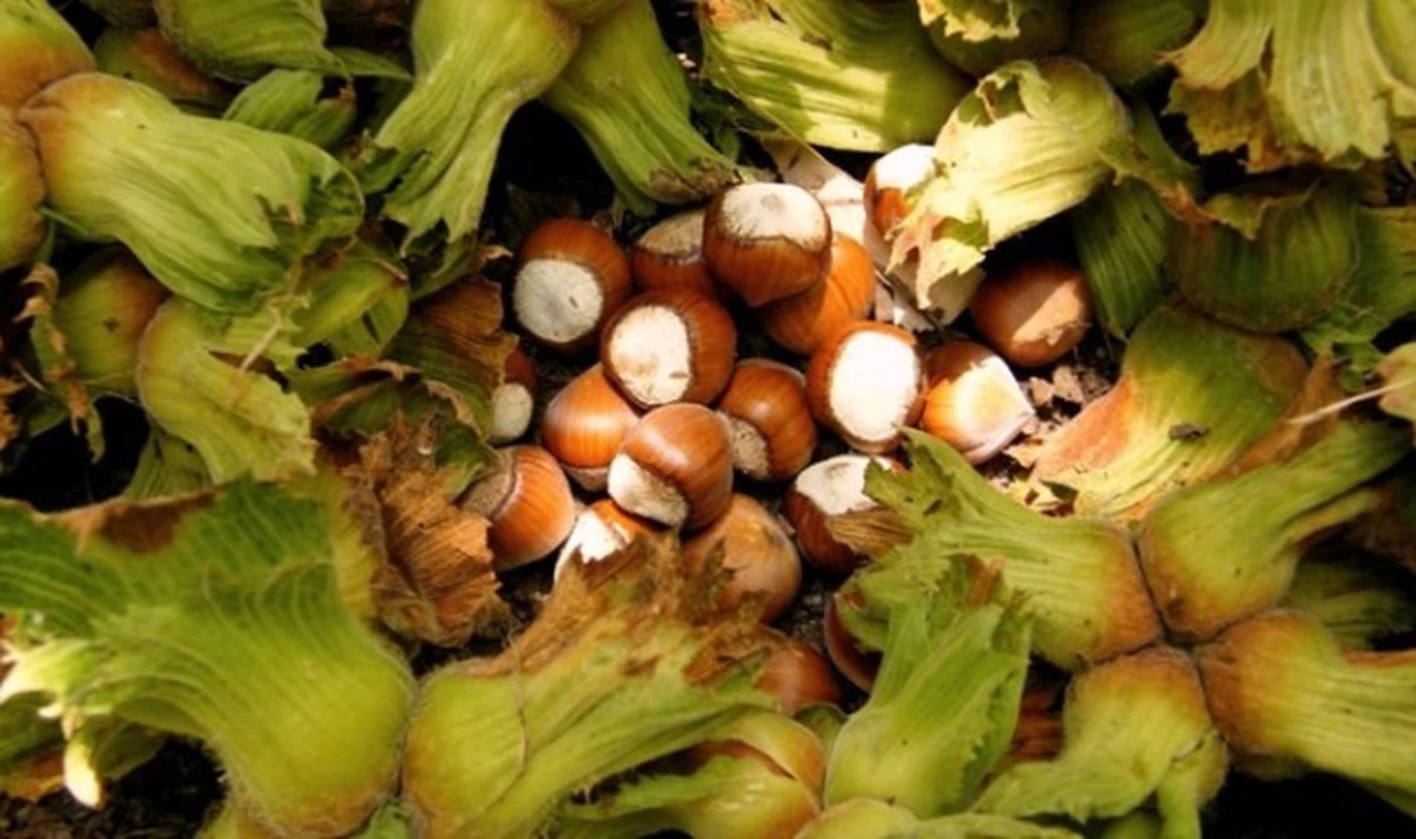 Fındık firmaların insafına bırakılmayacak