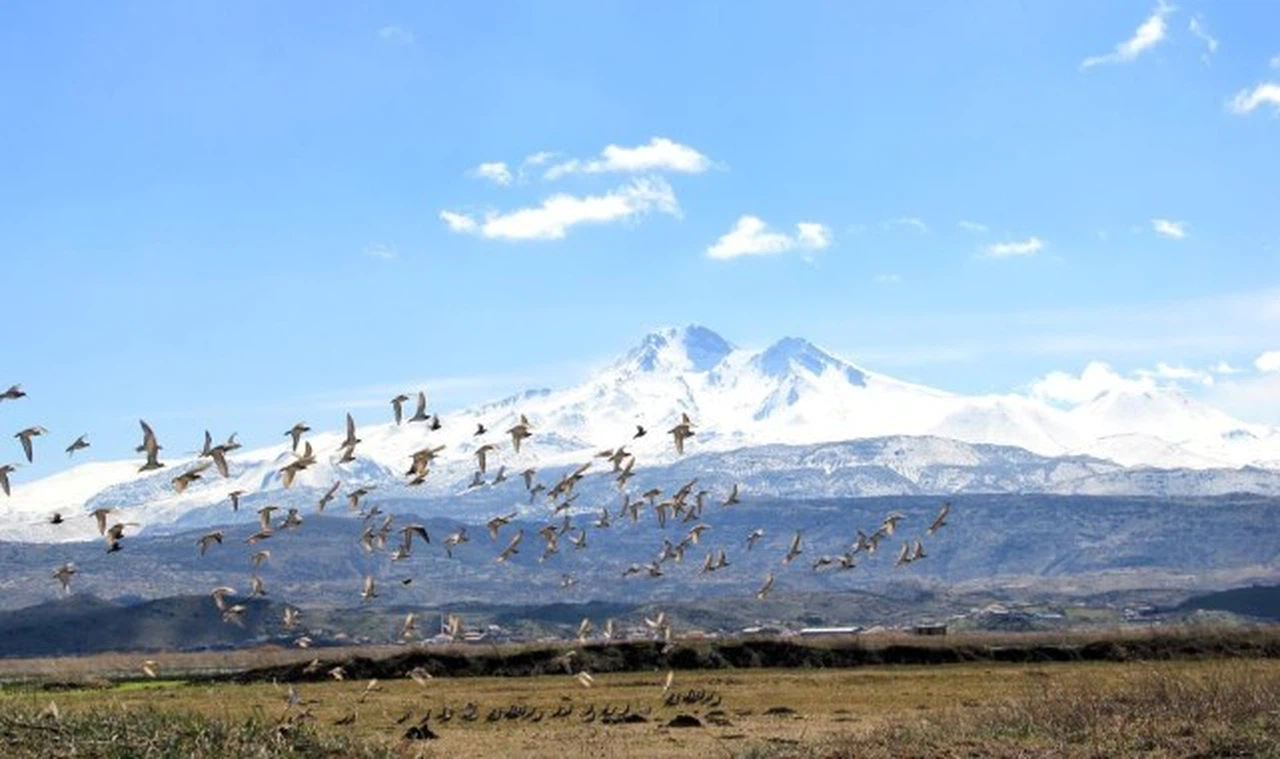 Kuşlar baharı da getirdi