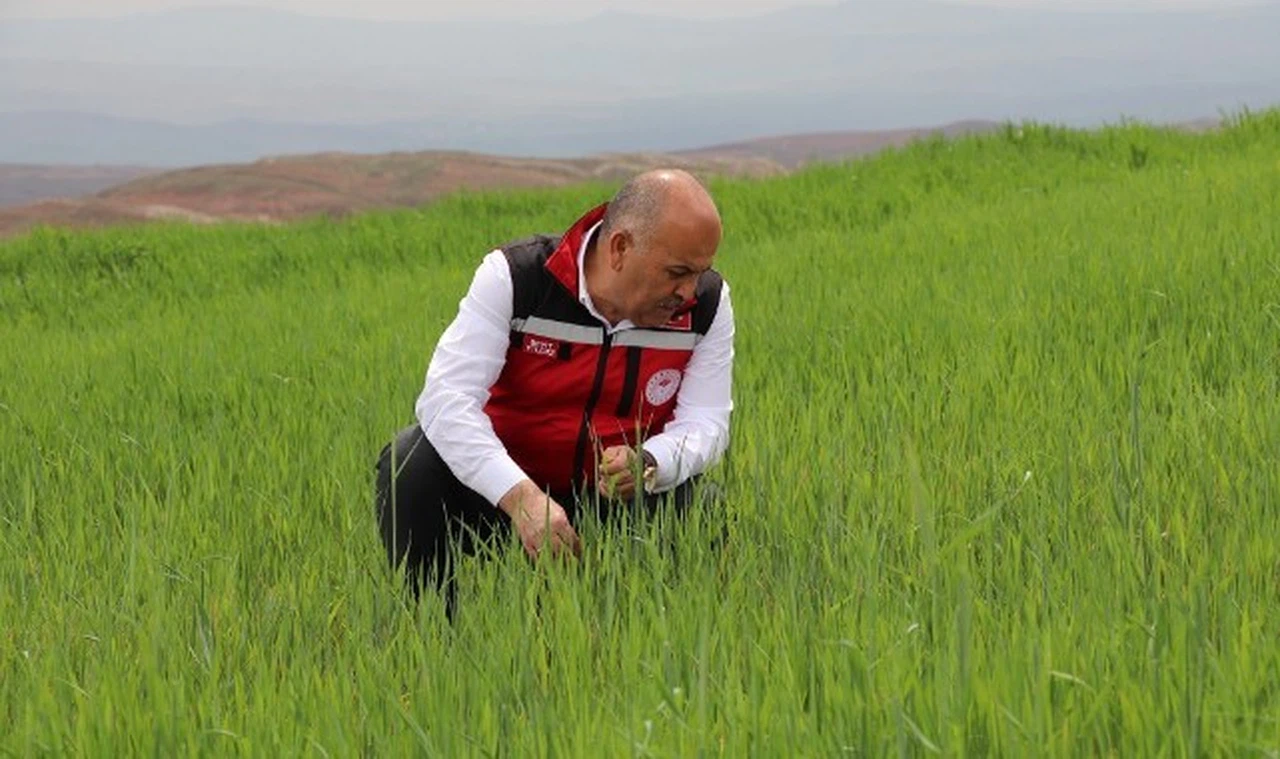 Müdür Yıldız'dan tarım arazilerinde incelemede