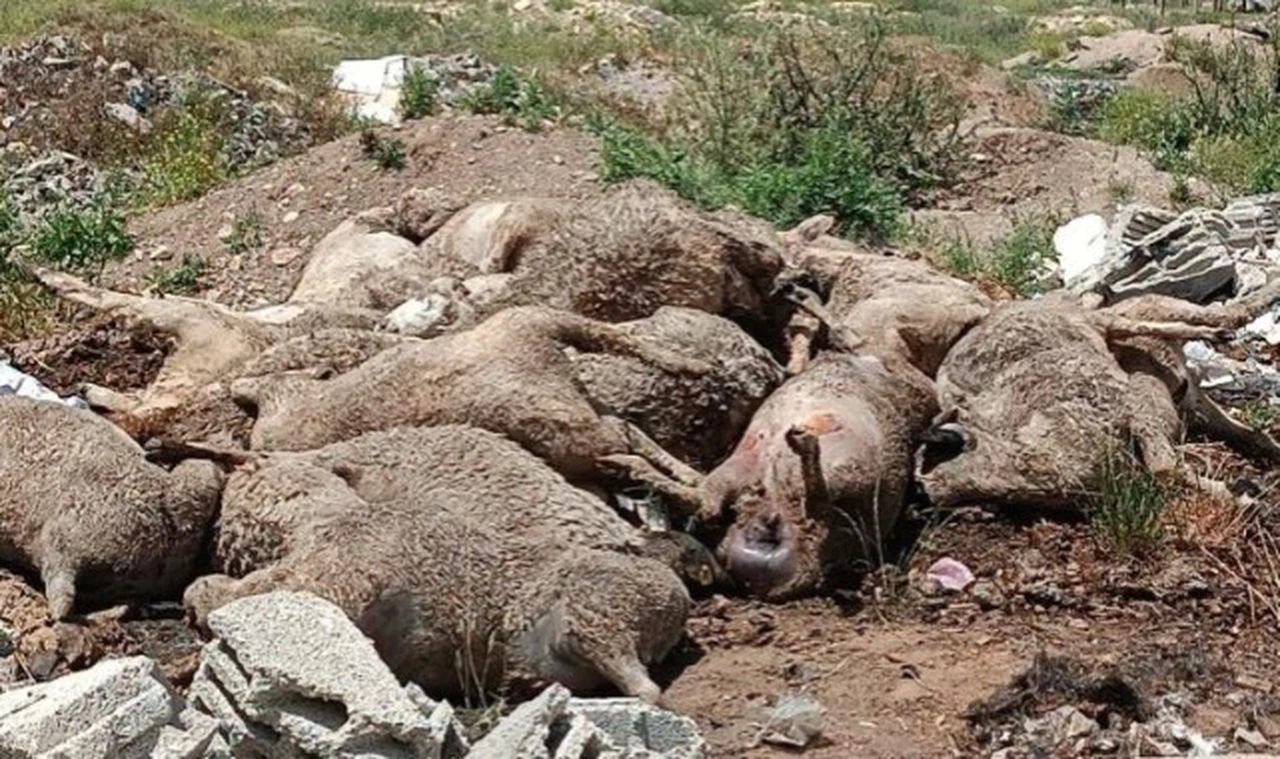 Başıboş köpek dehşeti, hayvanlar telef!