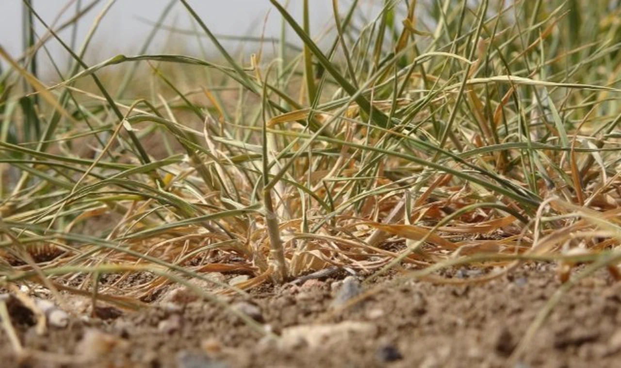 Bozkır'da “sarı pas” hastalığı alarmı