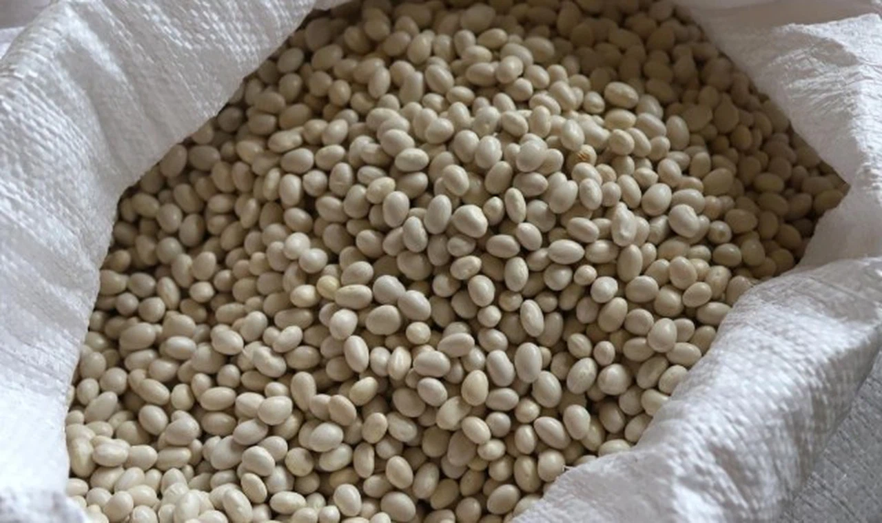 Bu fasulye markalaşacak