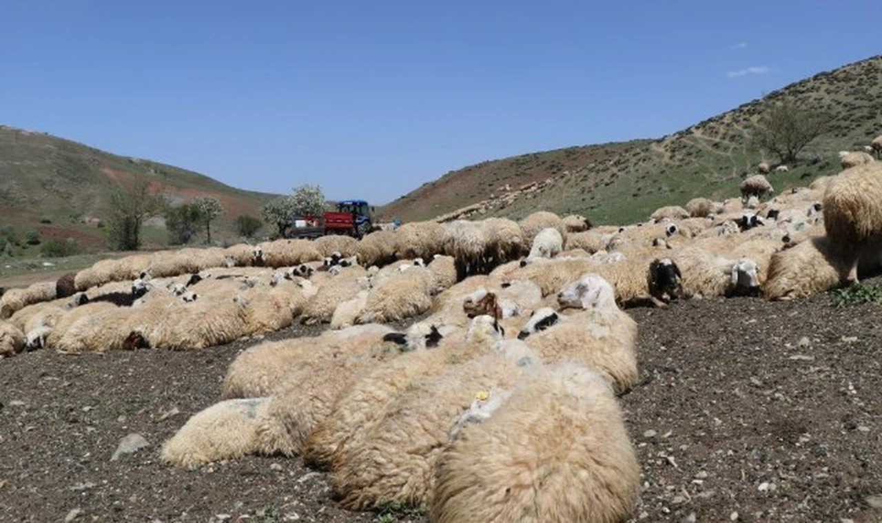 Hayvanların sağlığı için dağları aşıyorlar