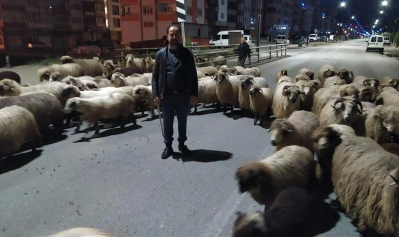 Sürüler yaylalara çıkmaya başladı