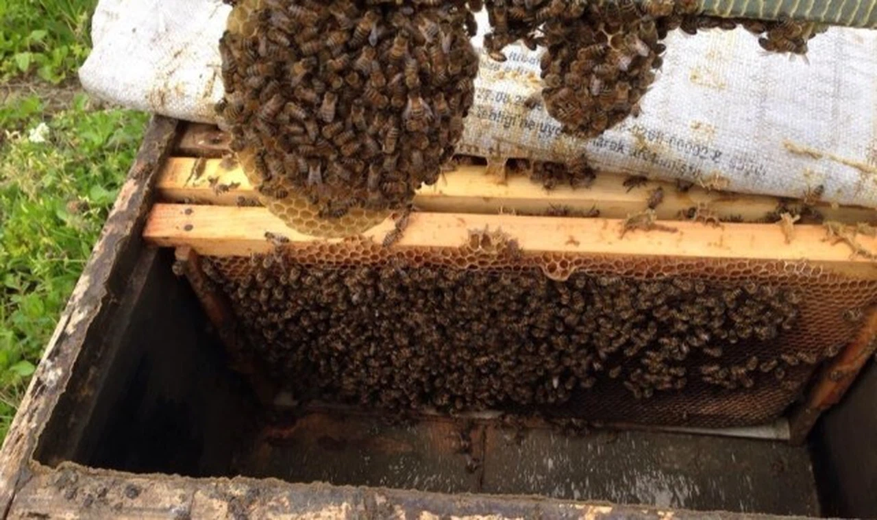 Zara Balının Muhteşem Faydaları: Hiç Bilmediğiniz Bir Şifa Kaynağı!