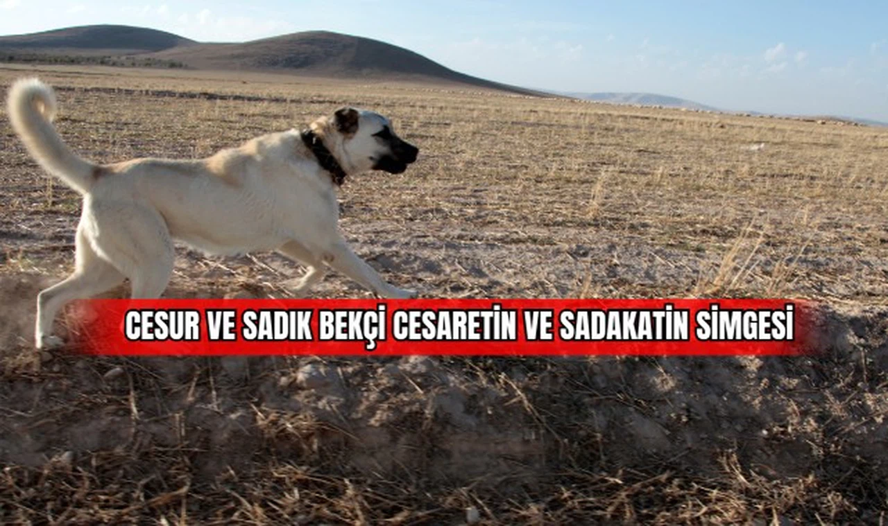 Cesur ve Sadık Bekçi Cesaretin ve Sadakatin Simgesi 