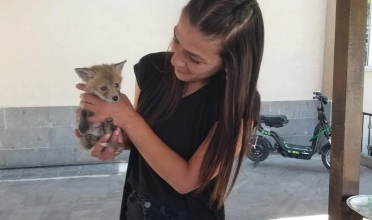 Tilki yavrusu emin ellerde