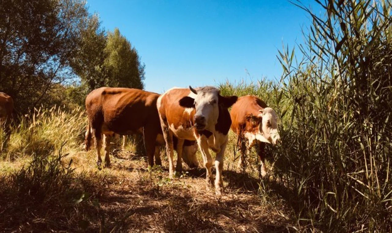Sivas Kızılırmak hem tarım arazisini hem de hayvanları doyuruyor