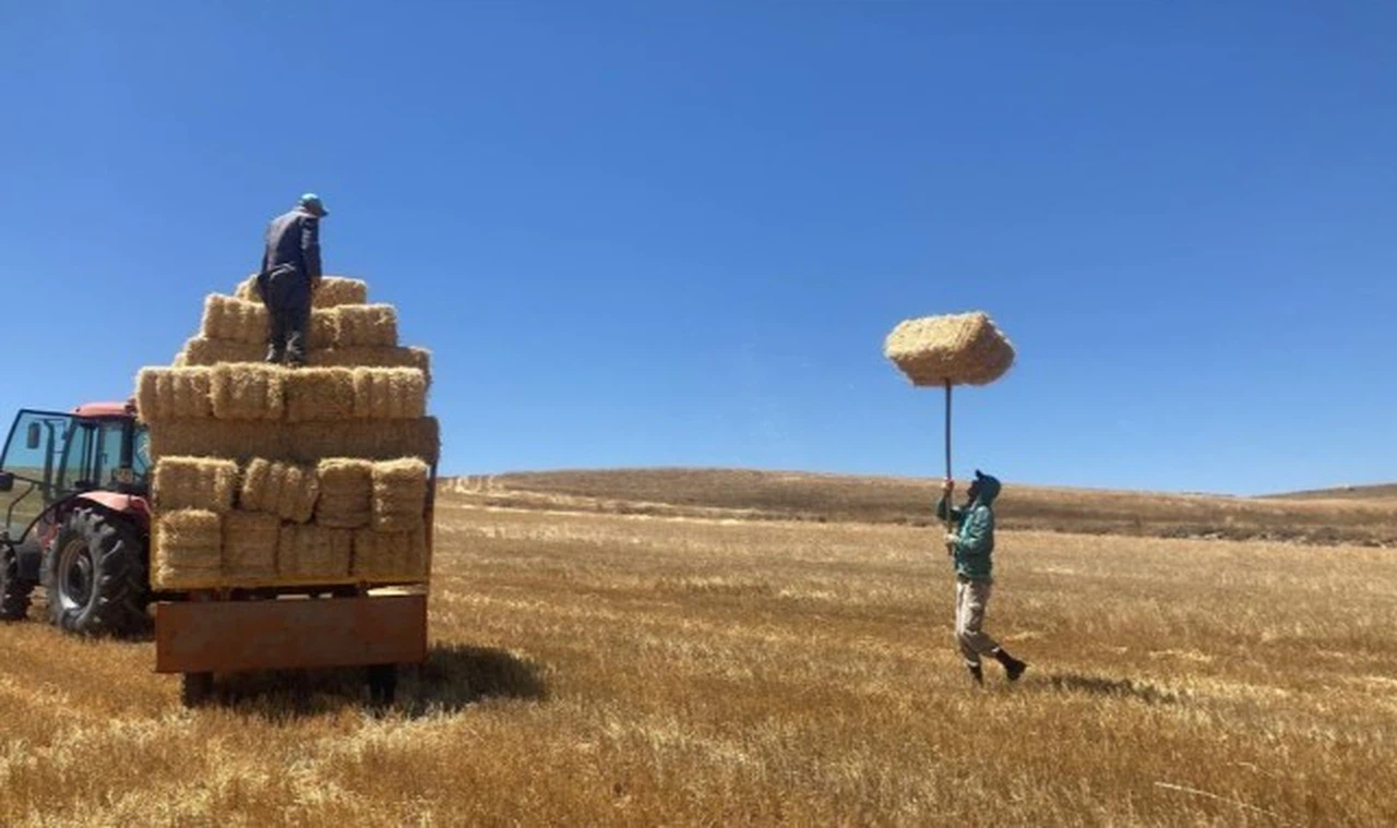 Sivas'ta kavuran sıcakta kışa hazırlık