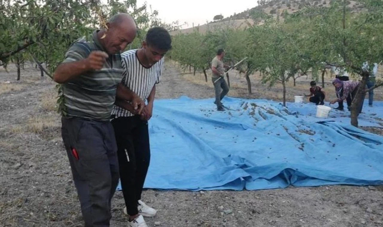 Badem üreticisinden verime halaylı kutlama