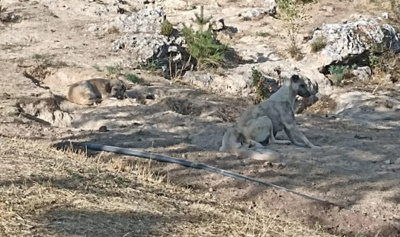 Sahipsiz köpekler Paşabahçe'de çocuğa saldırdı