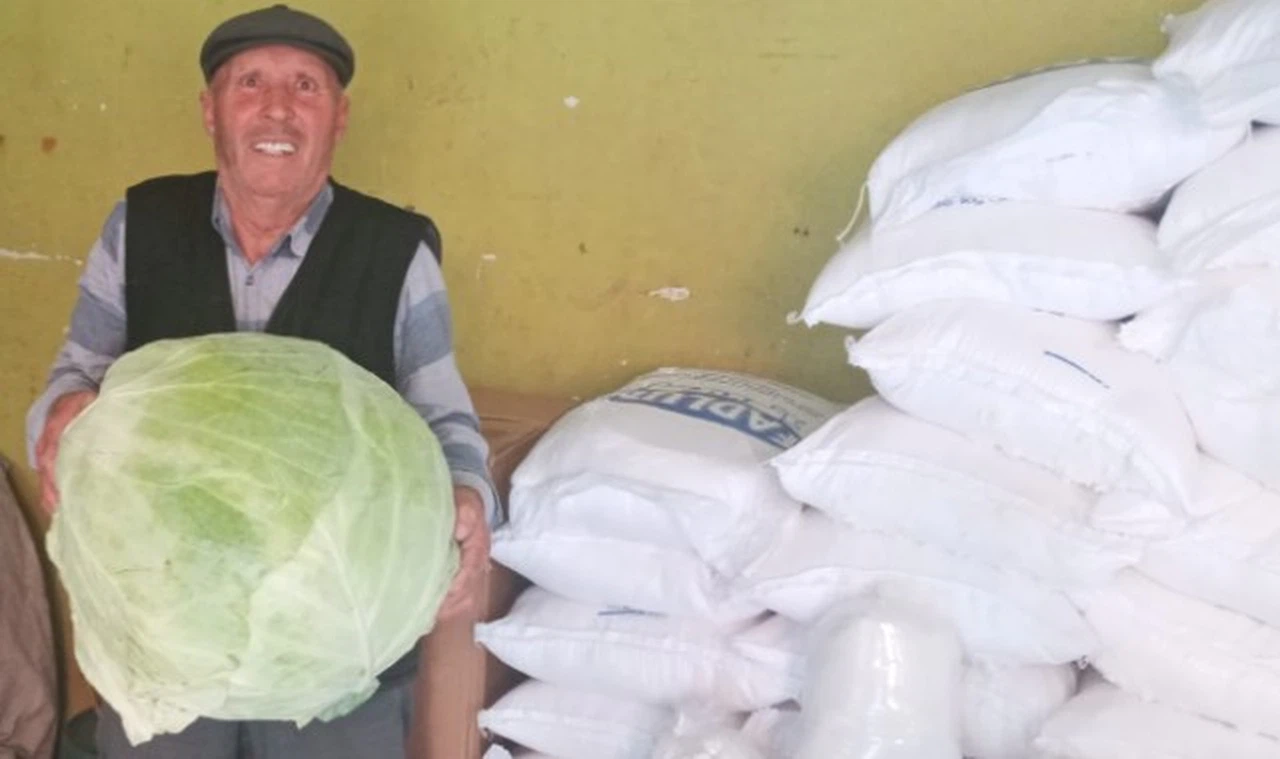 Sivas bostanlarının dev lahanaları çıktı