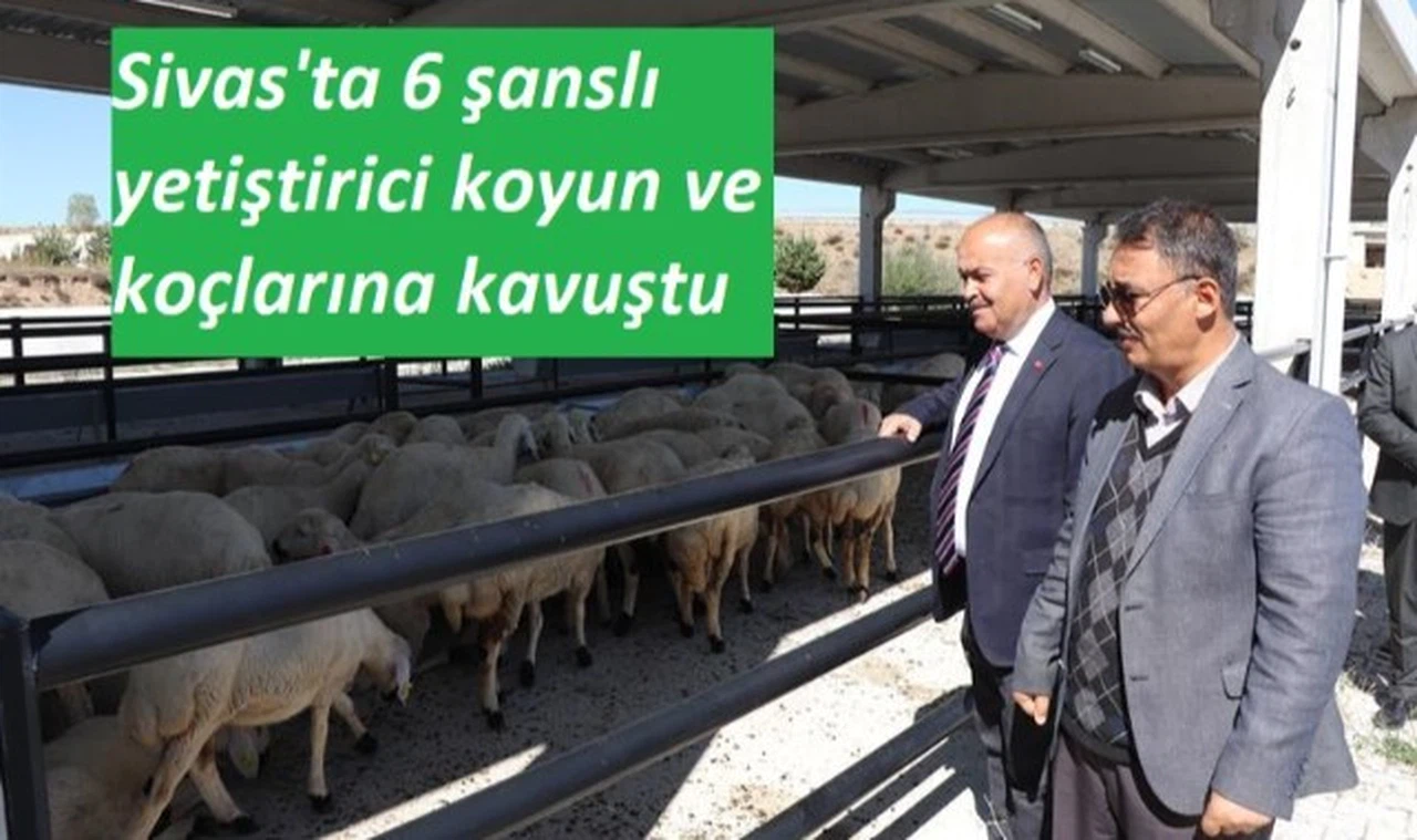 Sivas'ta koyun ve koç dağıtımı yapıldı