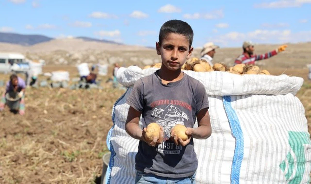 Sivas'ta patates hasadı başladı