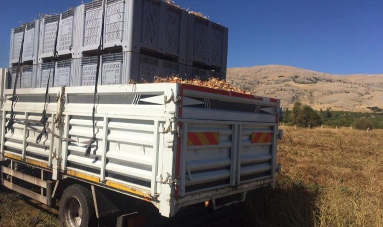 Soğanlar Avrupa'ya ihraç ediliyor