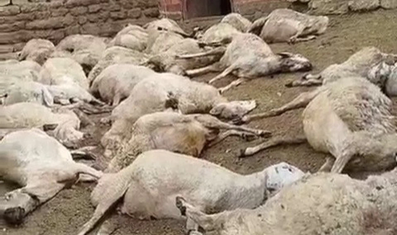 Sivas'ta ağıldaki 66 koyun telef oldu