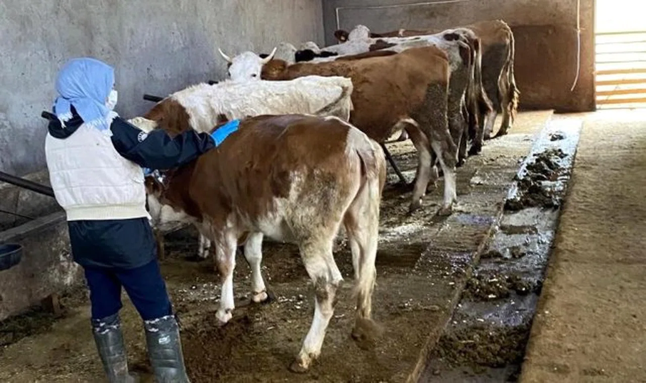 Şap hastalığına karşı mücadele