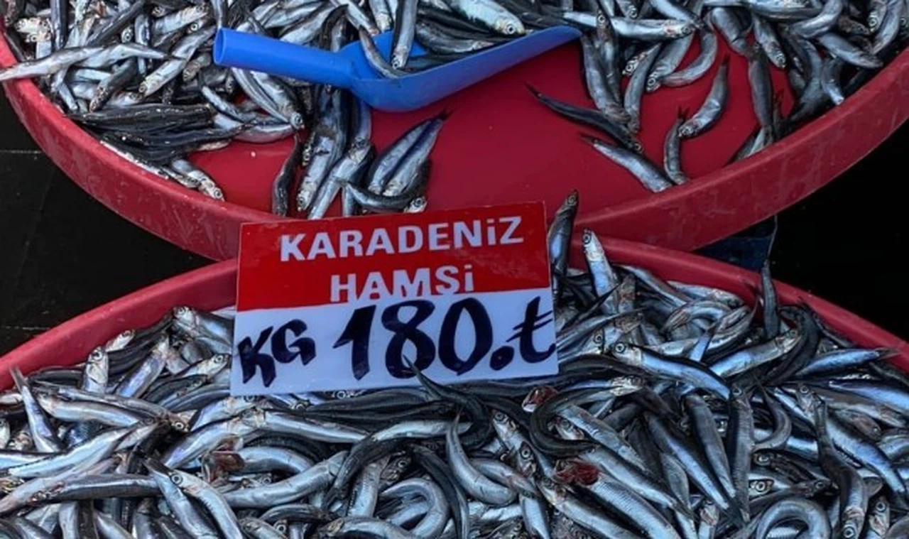 Hamsi bolluğu palamuttan sonra başladı