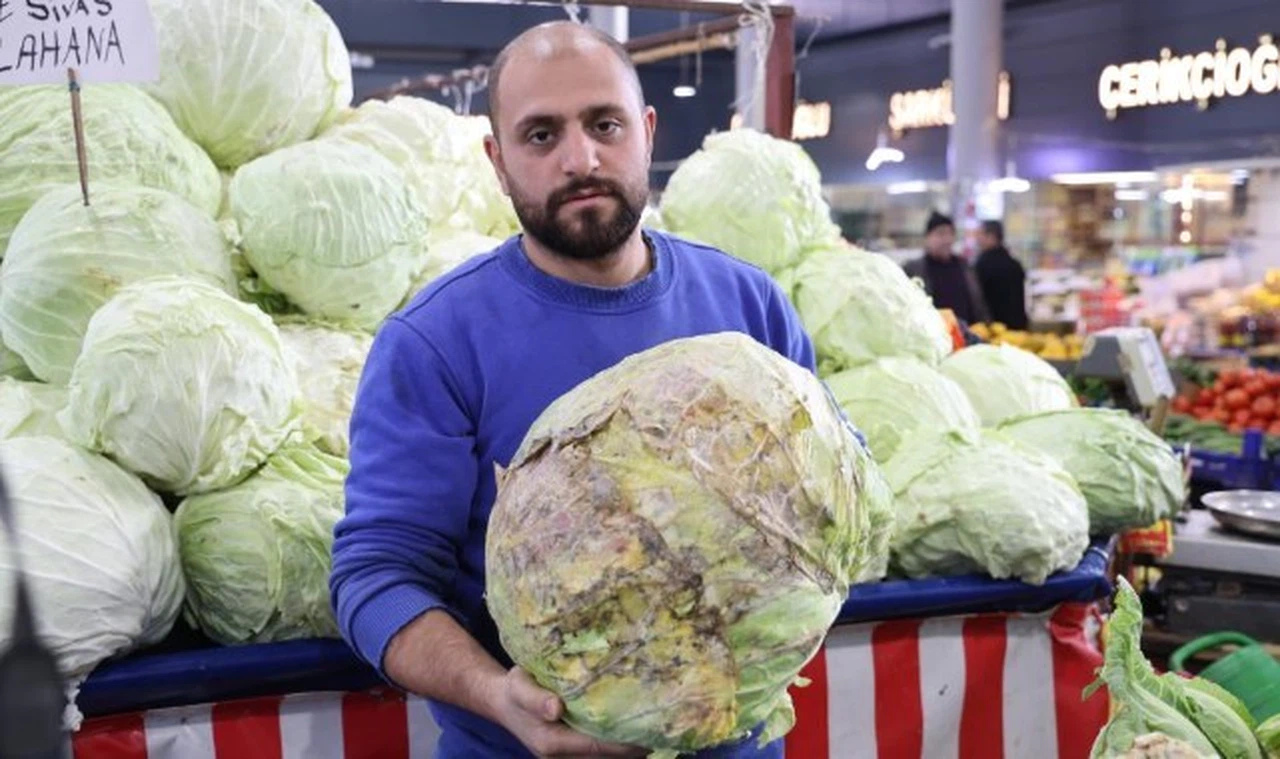 Sivas'ın lahanalarına iklim değişikliği değdi