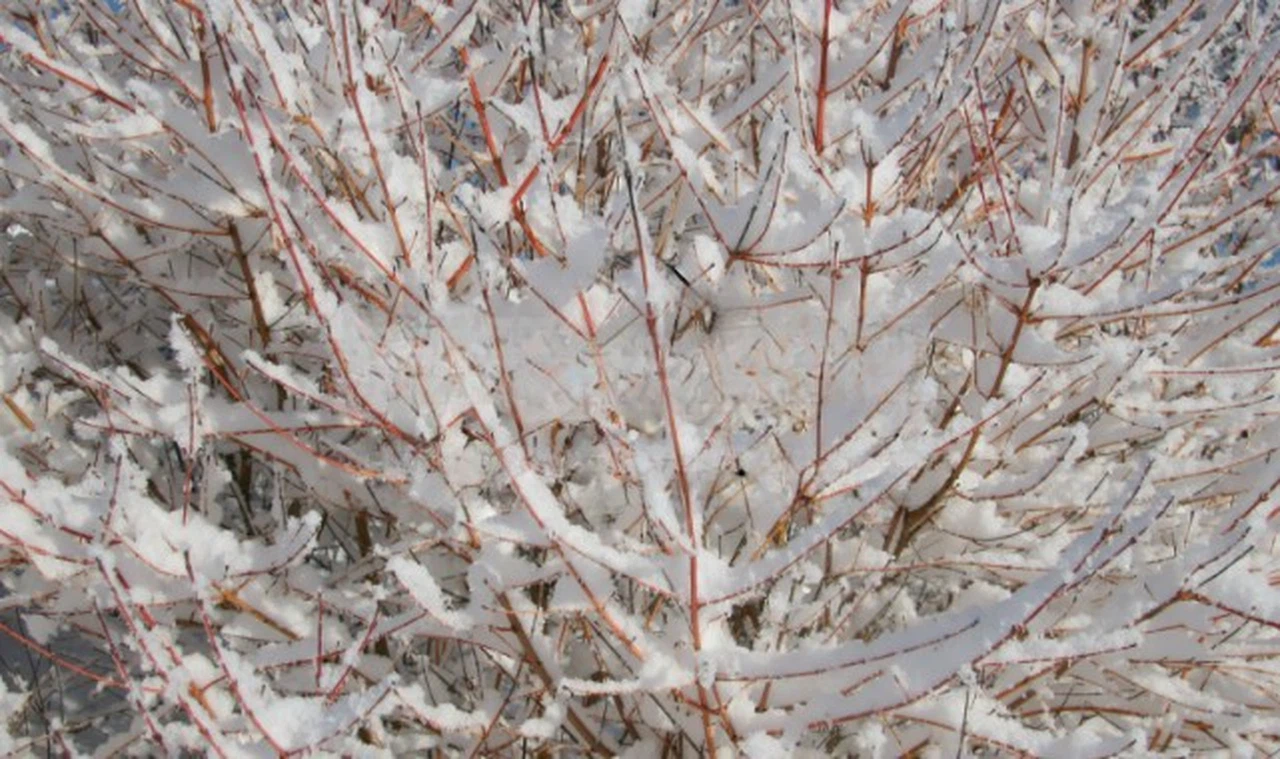  Sivas'ın Kışında Doğal Zenginlik: 2.100 Bitki Türü ve Kar Altındaki Hazineler