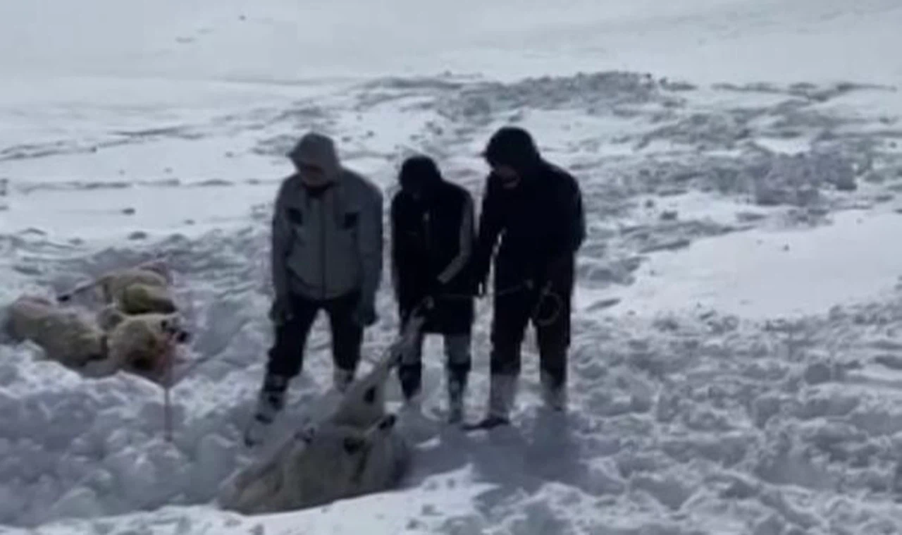 Sivas'ta onlarca koyun dondu