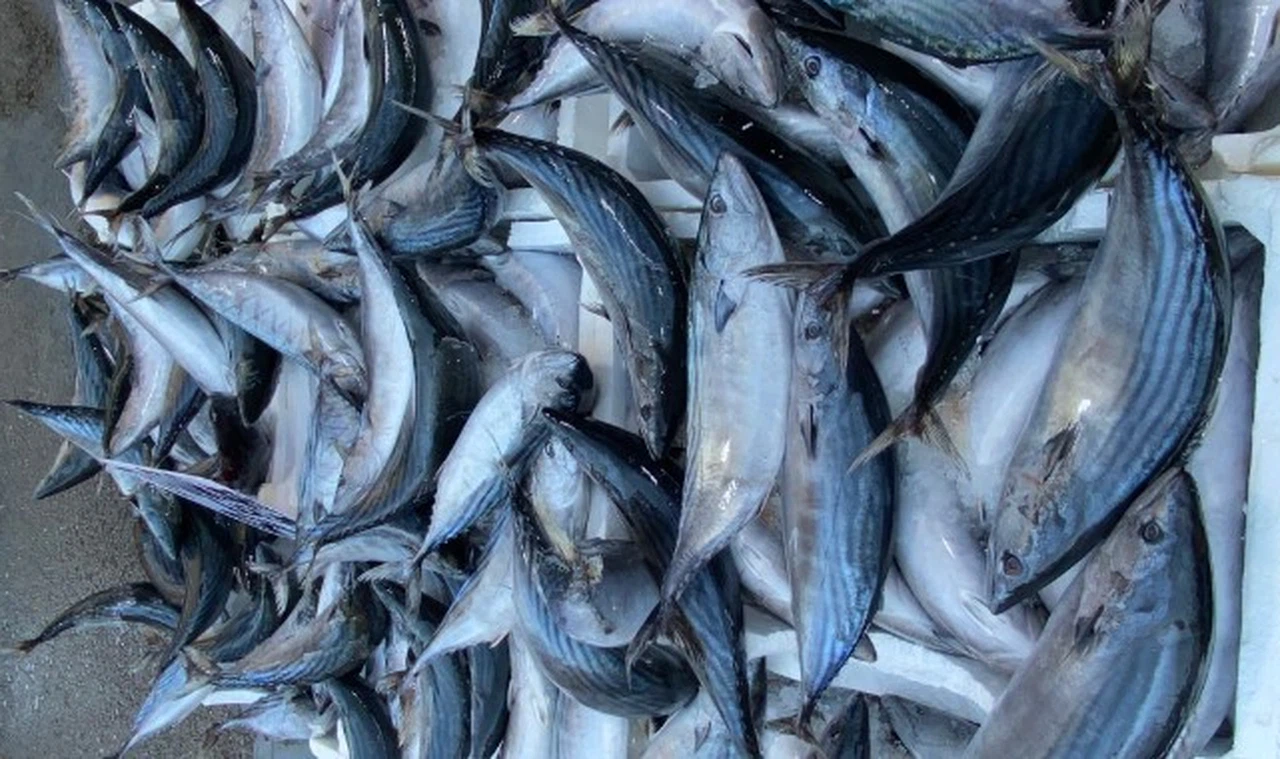 Sivas'ta şimdi balık zamanı