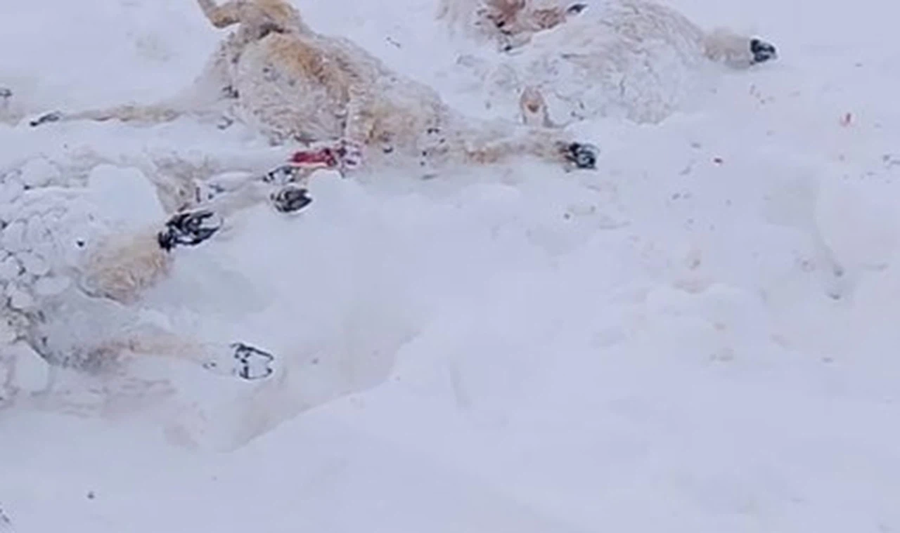 Sivas'ta soğuktan koyunlar telef oldu