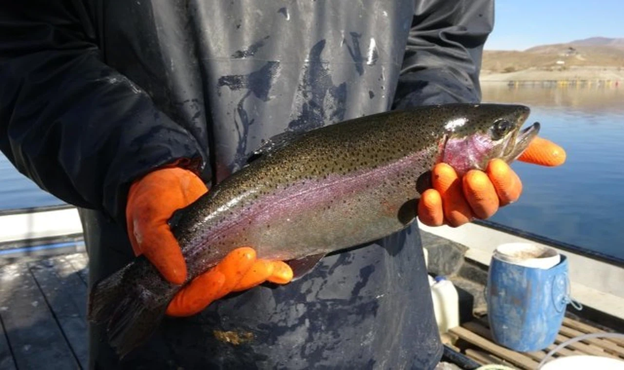 Sivas'ta somonlar olgunlaşıyor