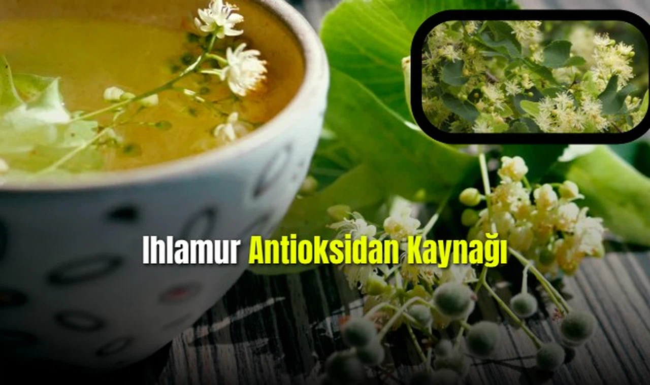 Bağışıklık Kaynağı Ihlamuru Tüketmenin Faydaları Nelerdir