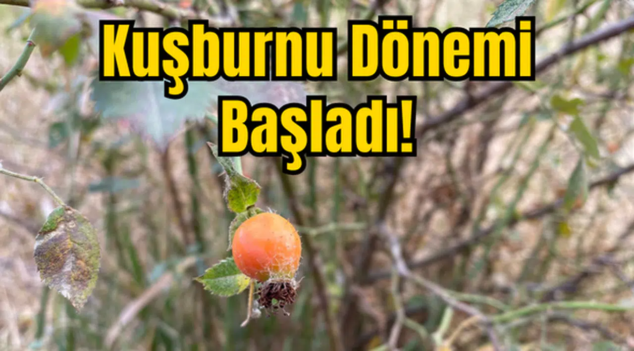 Kuşburnu Dönemi Başladı!
