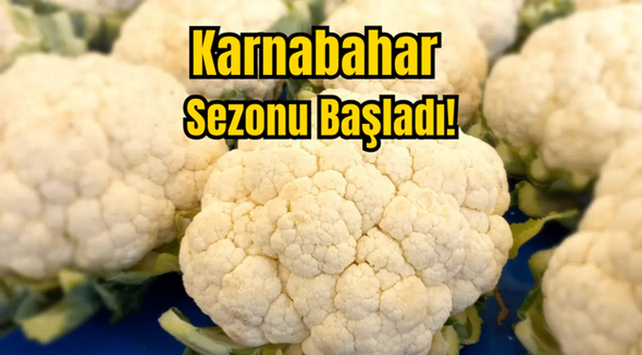 Karnabahar Sezonu Başladı!