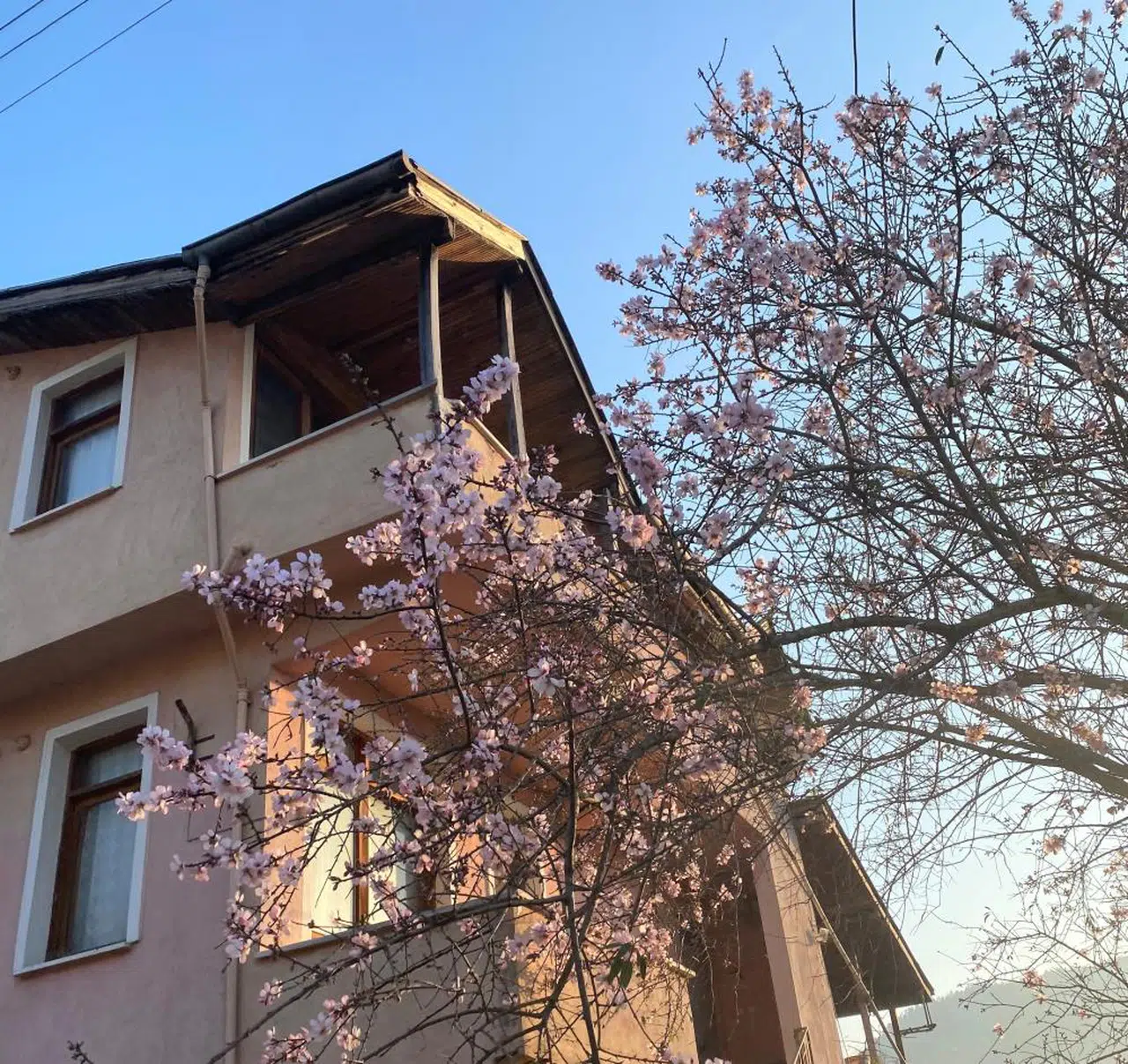 Erik Ağacı Şimdiden Çiçek Açtı