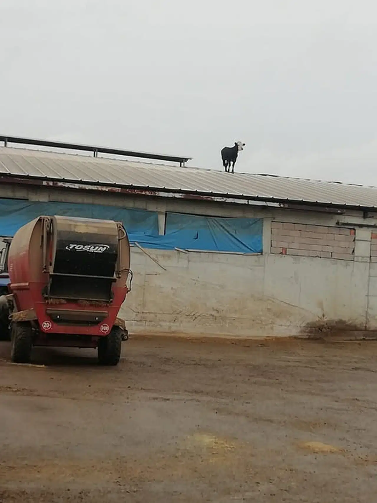 Bu Dana Aşıdan Kaçtı