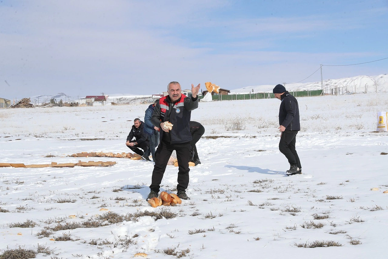 Sivas Belediyesi Yaban Hayvanlarını Unutmadı