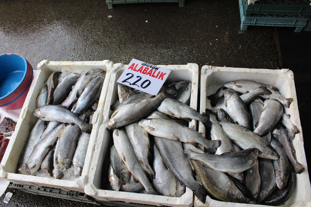 Sivas'ta Gürün Alabalığı Tercih