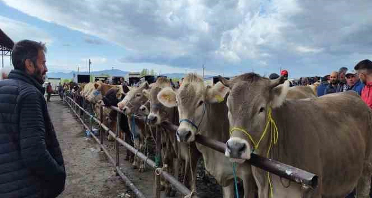 Sivas'ta O Hayvan Pazarı Yeniden Açılacak