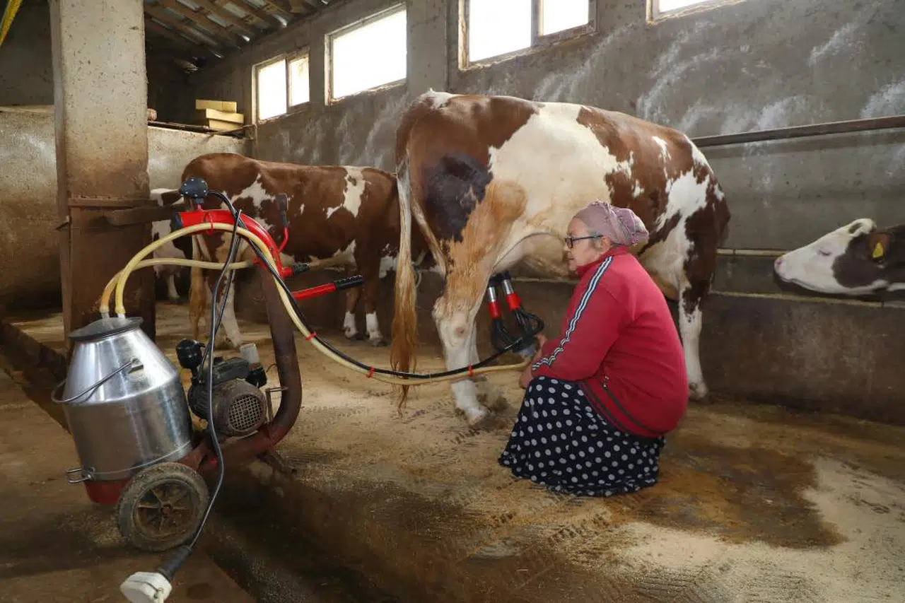 5'li Karışım Besicileri Kurtardı