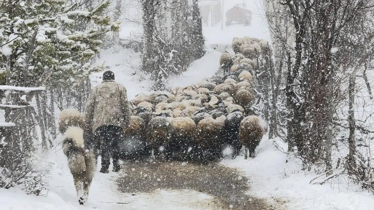 Çobanlar Kara Yakalandı