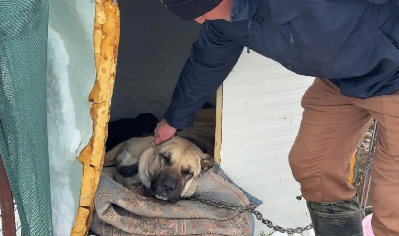 Kangal köpeği kurtlara annelik yaptı