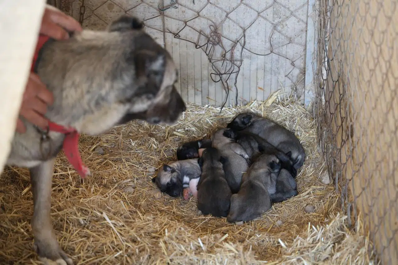 Anadolu Aslanları erken doğdu