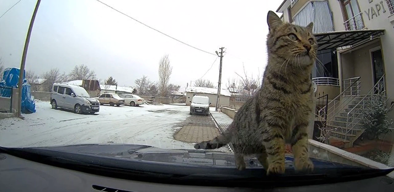 Tüm sevimliliği ısınmak için