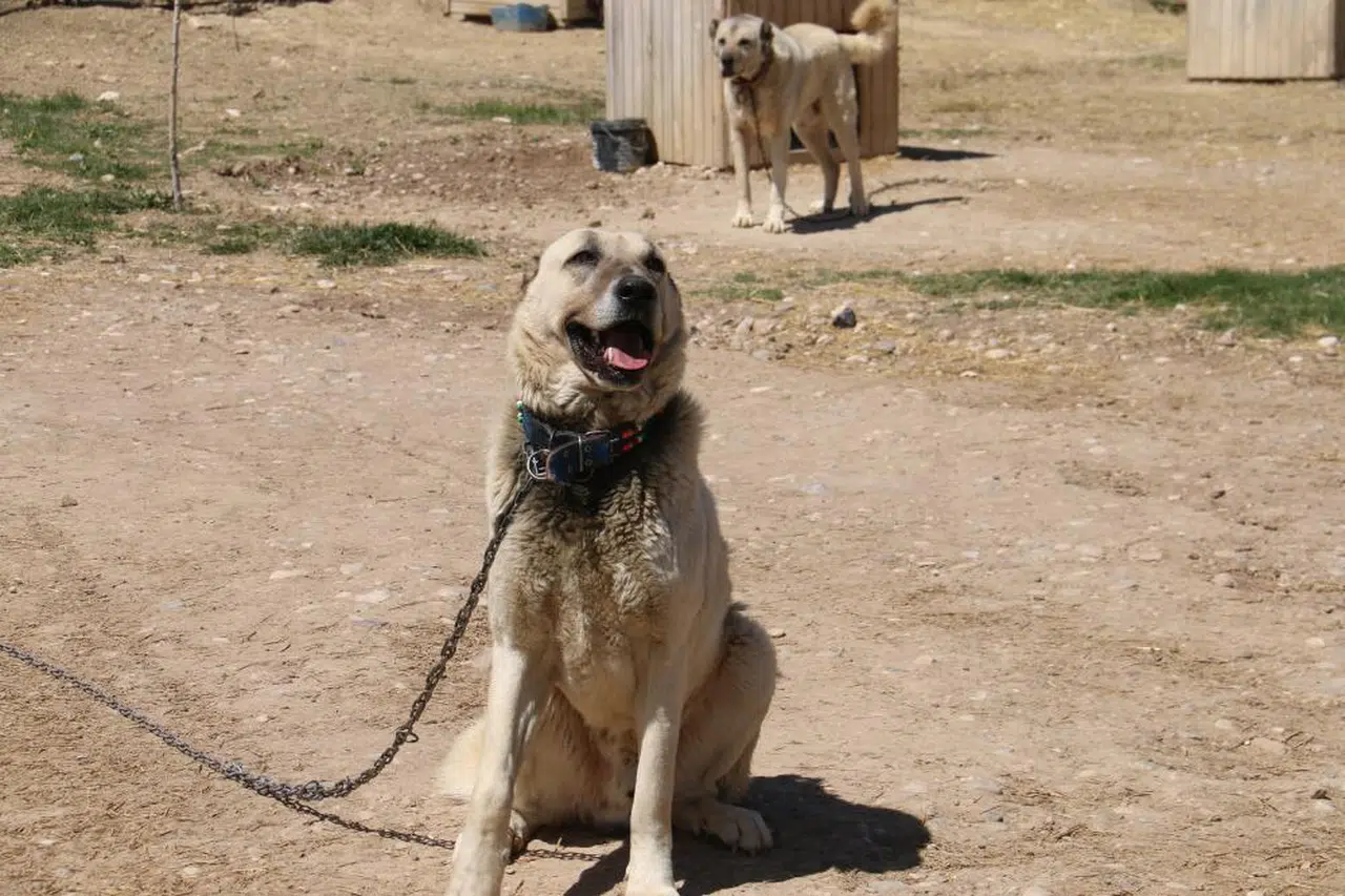 Kangallar Sivas'ın ani hava değişimlerinden depresyonda