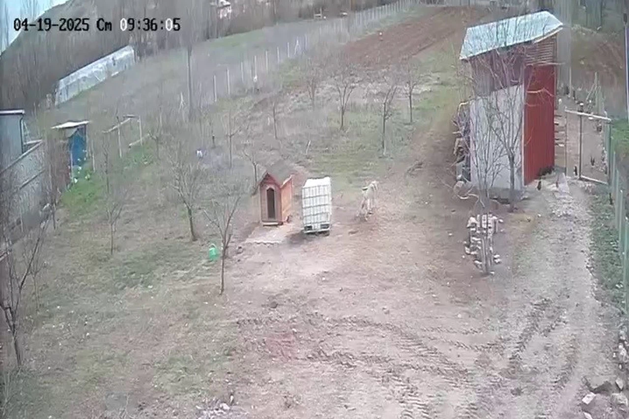 Tilki tavukları gözüne kestirdi ama... Kangal bakın ne yaptı