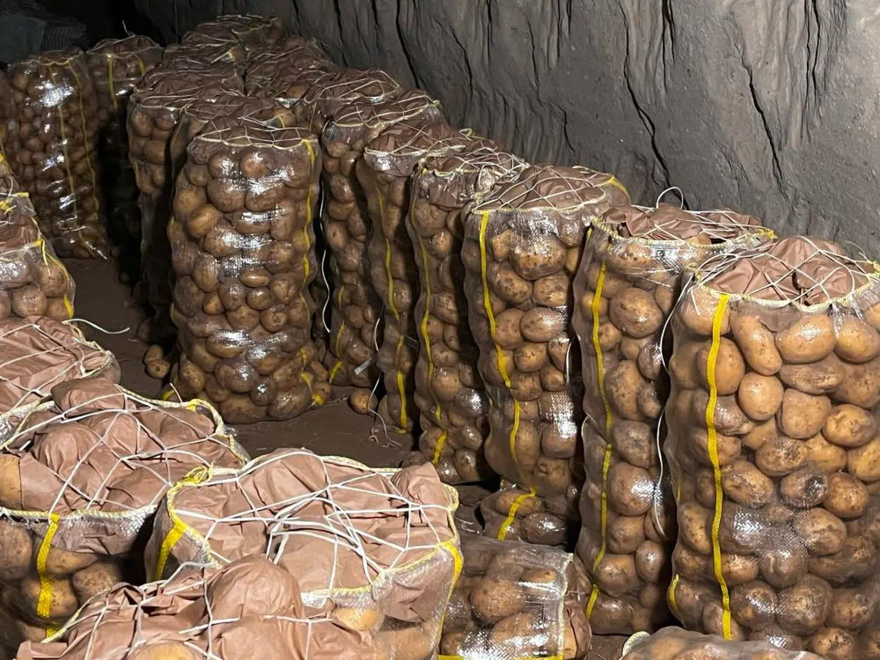 Sivas’a da tohumluk patates sevkiyatı başladı