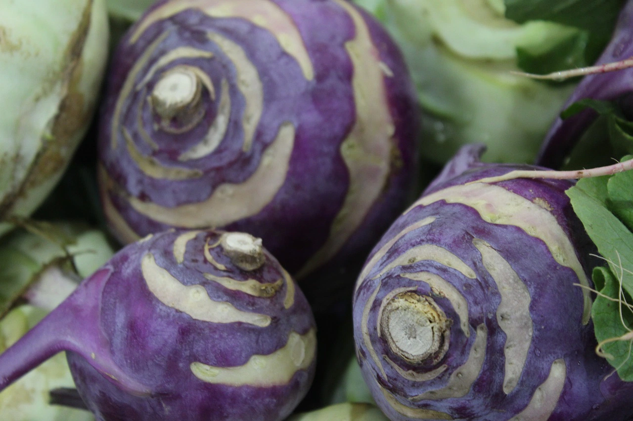 Şifa deposu: Sivas'ın alabaş turpuyla tanışın