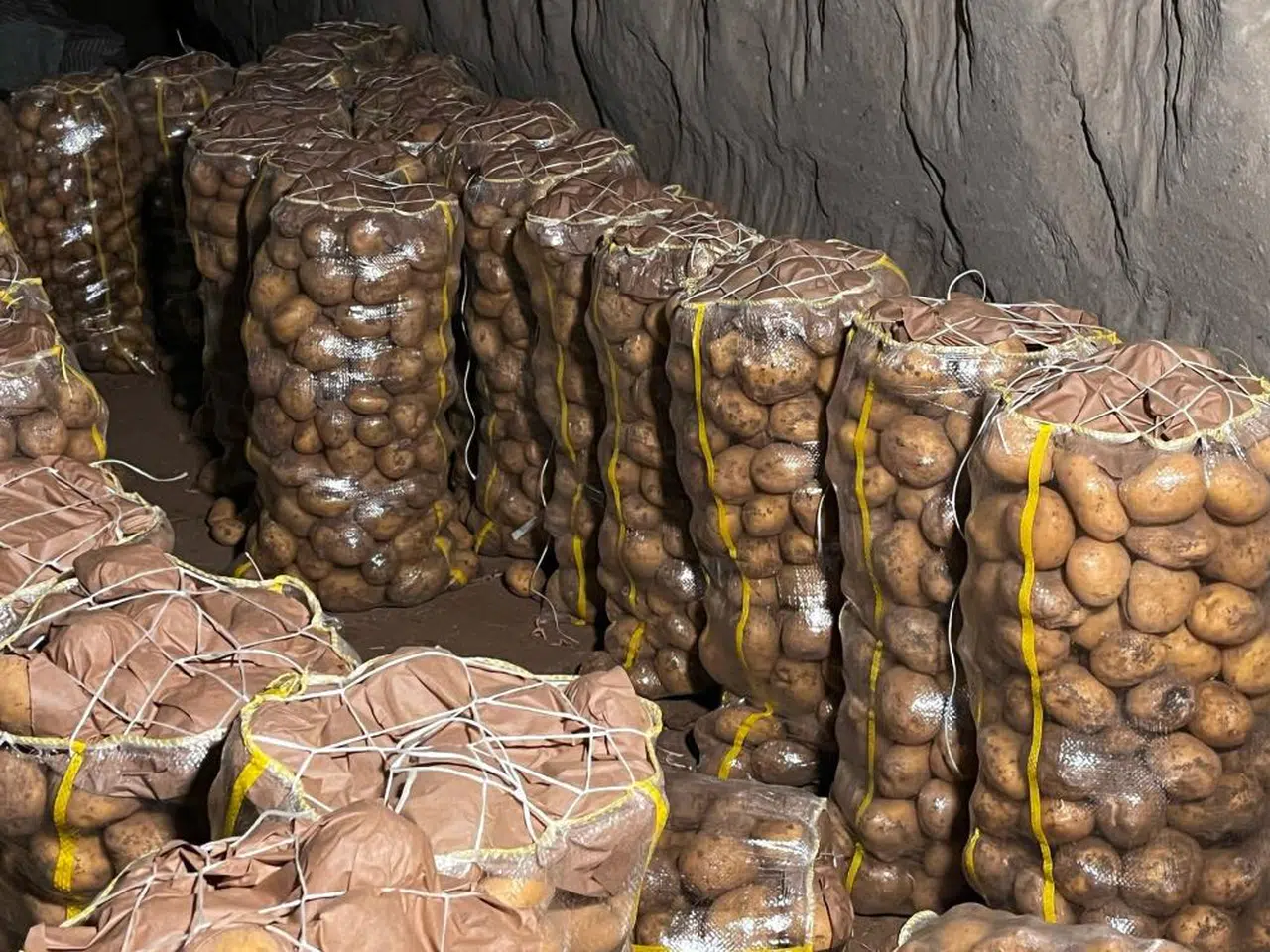 Türkiye'ye giremedi! İthal ürünler virüslü çıktı! Ya yerli?